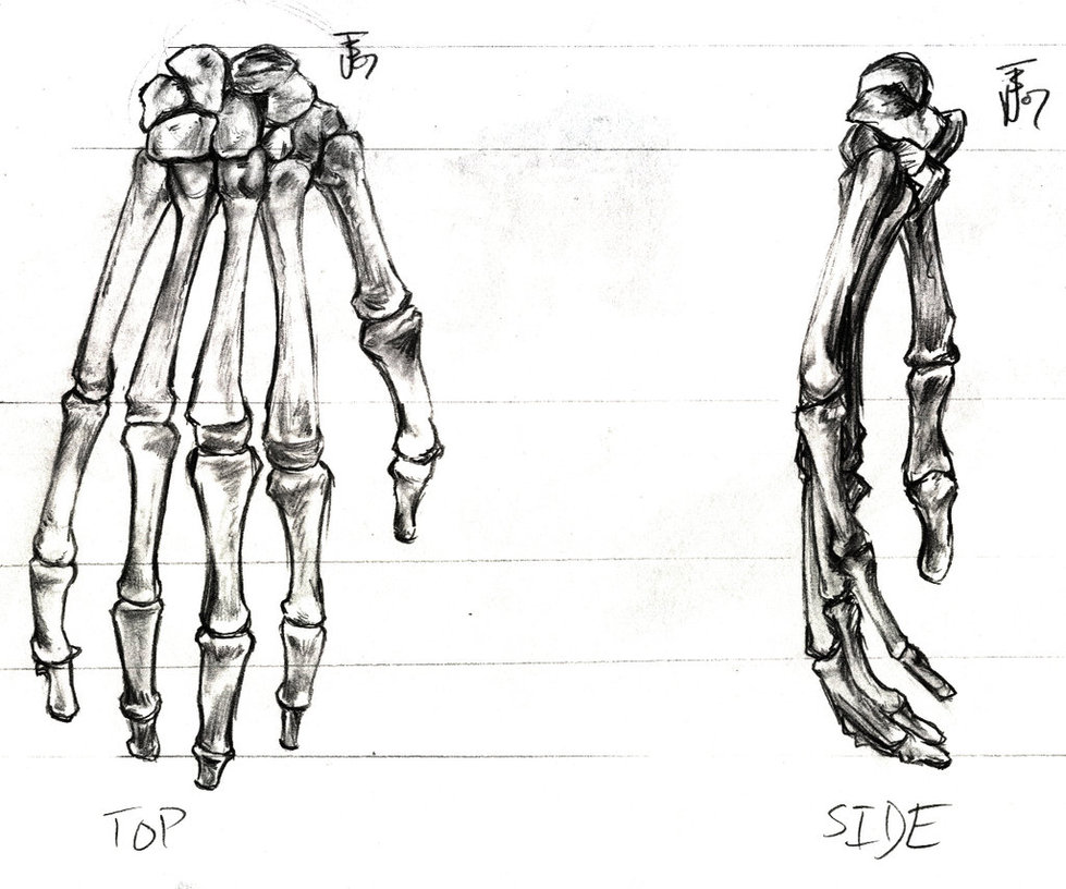 Skeleton Hand Drawing Tutorial at PaintingValley.com | Explore
