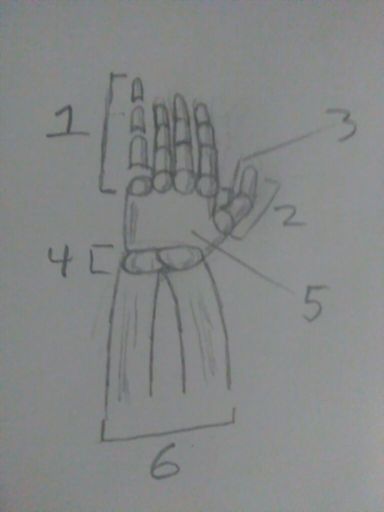 384x512 Hand Drawing Tutorial - Skeleton Hand Drawing Tutorial