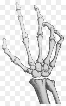 260x420 Skeleton Hand Png - Skeleton Hand Holding Rose Drawing