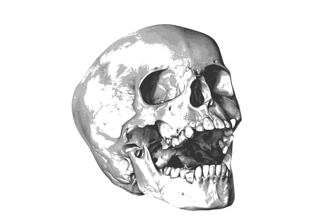 Skeleton Head Drawing