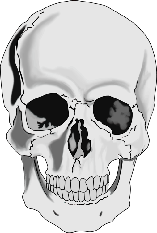 Skeleton Head Drawing at Explore collection of
