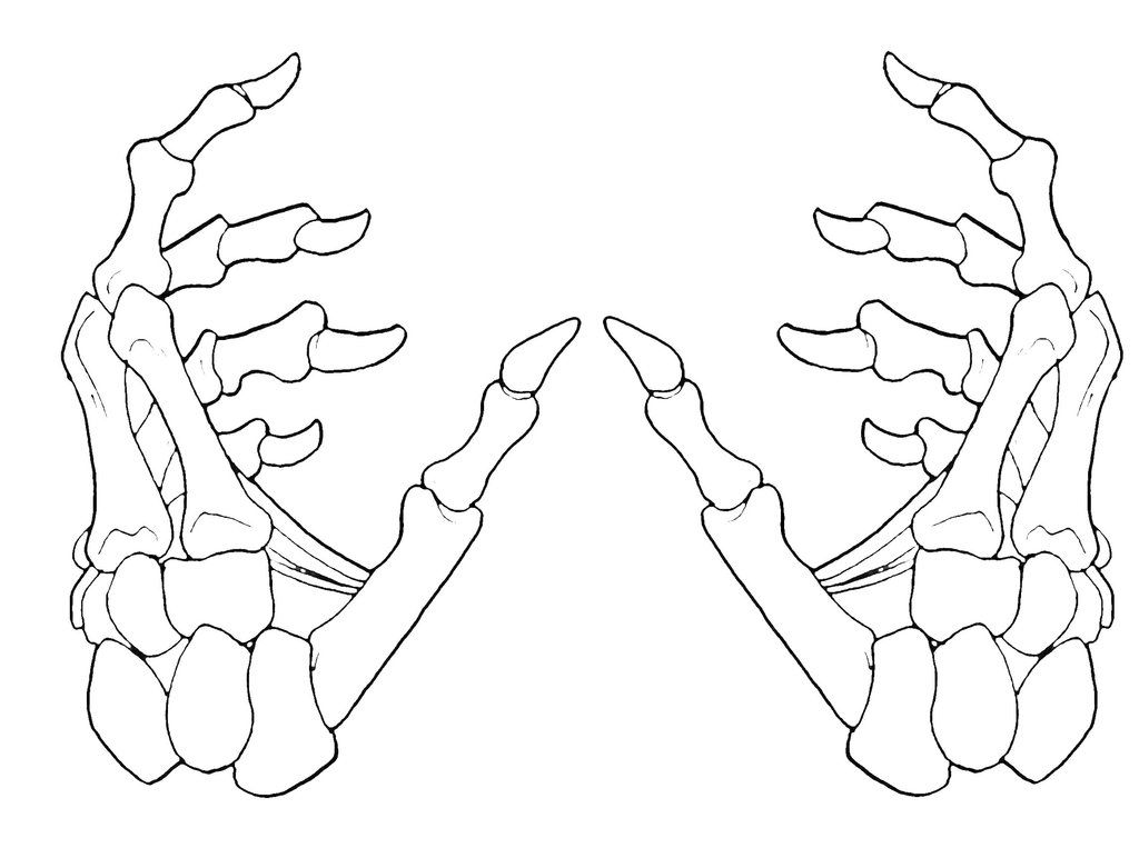 1024x763 Skeleton Hands - Skeleton Line Drawing