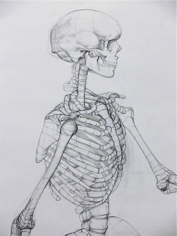 Skeleton Line Drawing at PaintingValley.com | Explore collection of ...