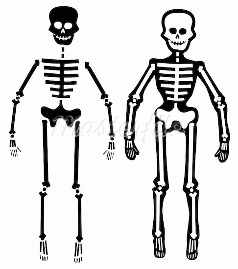 486x550 Top Human Skeleton Art Images For Clip Image Cliparts - Skeleton Line Drawing