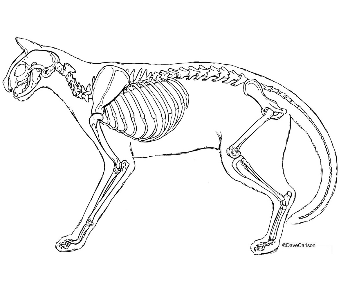 Скелет кота спереди