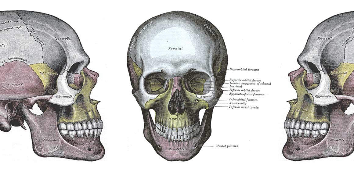 1160x600 Analysing The Bones What Can A Skeleton Tell You Natural - Skeleton Lying Down Drawing
