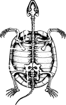 234x368 skeleton laying down free vector download - Skeleton Lying Down Drawing