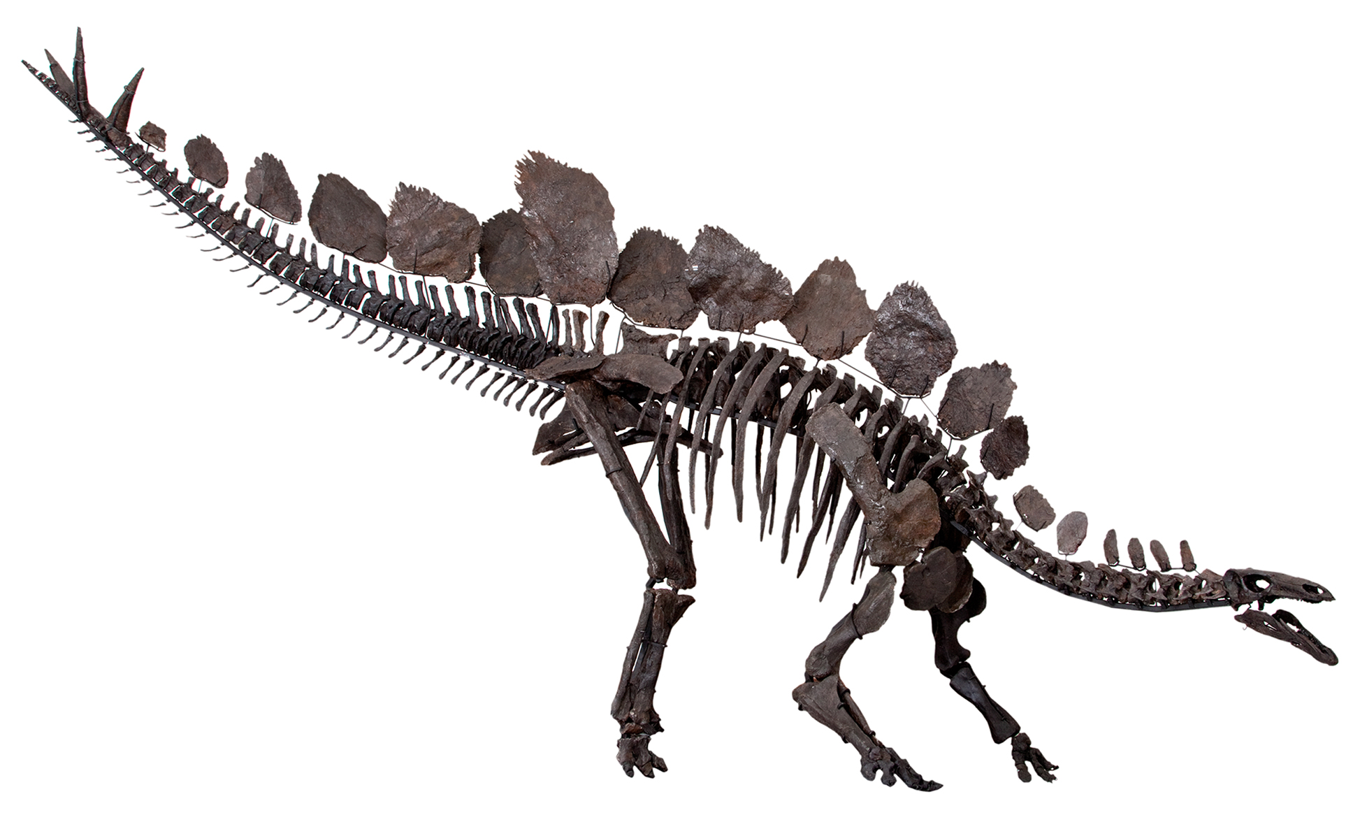 1956x1176 Stegosaurus - Skeleton Lying Down Drawing