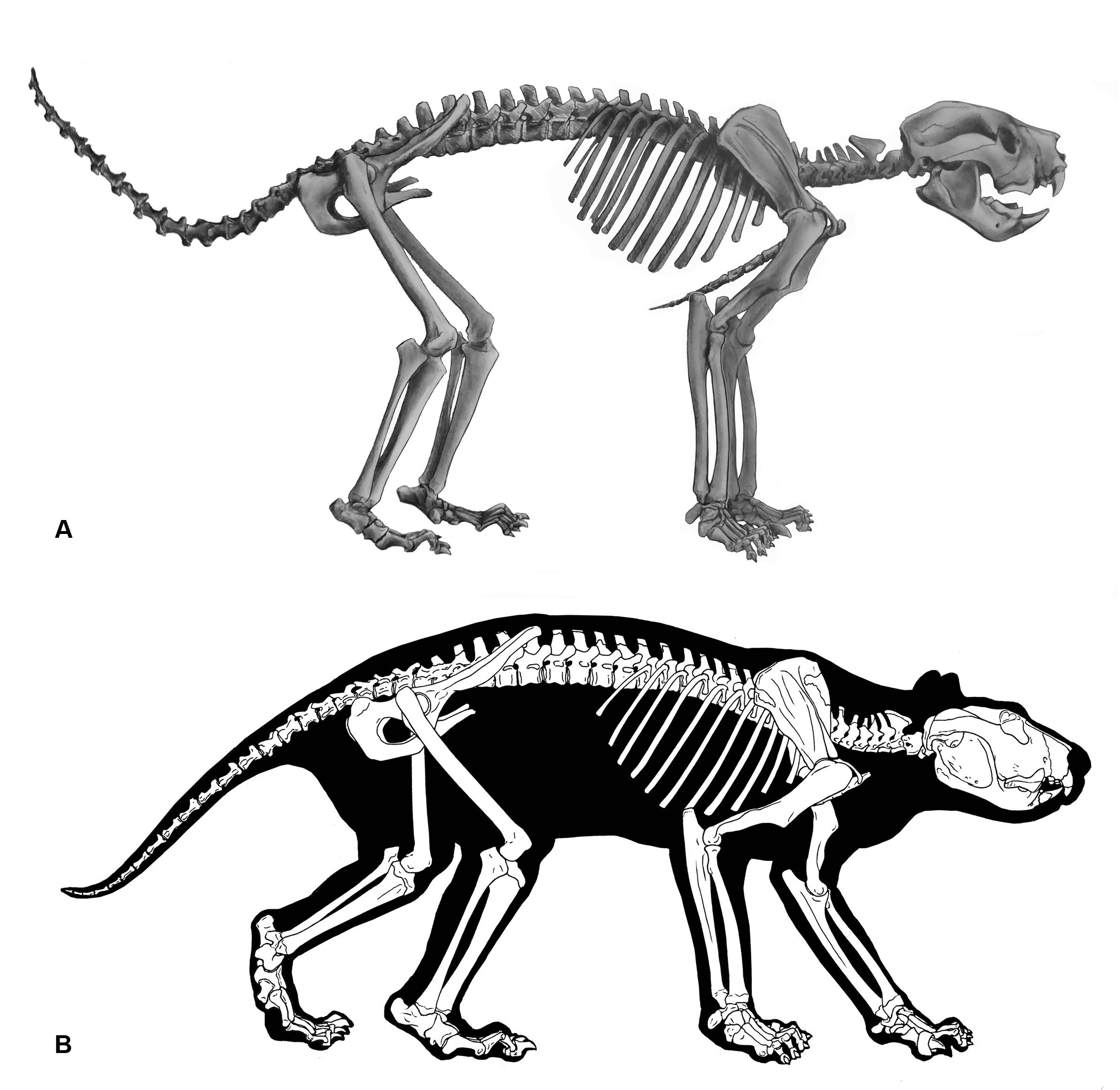 2330x2270 complete skeleton of 'tasmanian devil on steroids' reveals secrets - Skeleton Lying Down Drawing