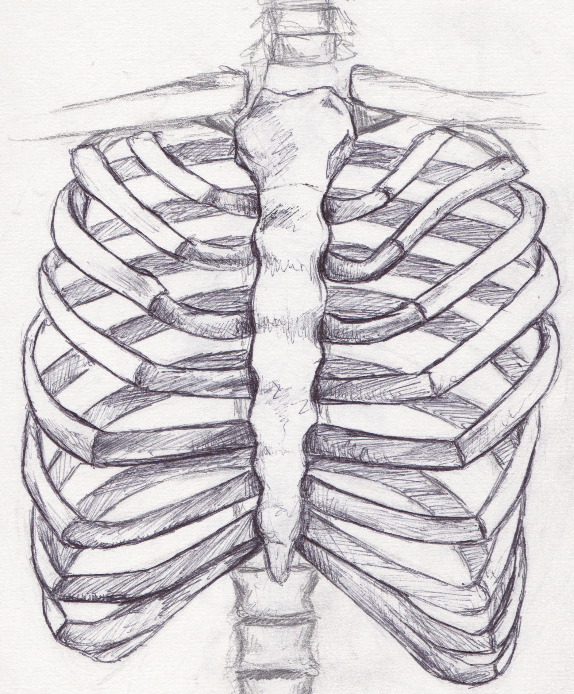 1871x2261 Skeleton Drawing Rib Cage For Free Download - Skeleton Ribs Drawi...