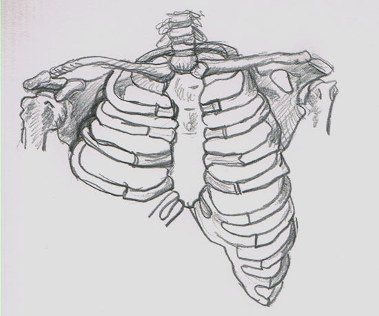550x459 Human Skeleton Ribs Drawing - Skeleton Ribs Drawing