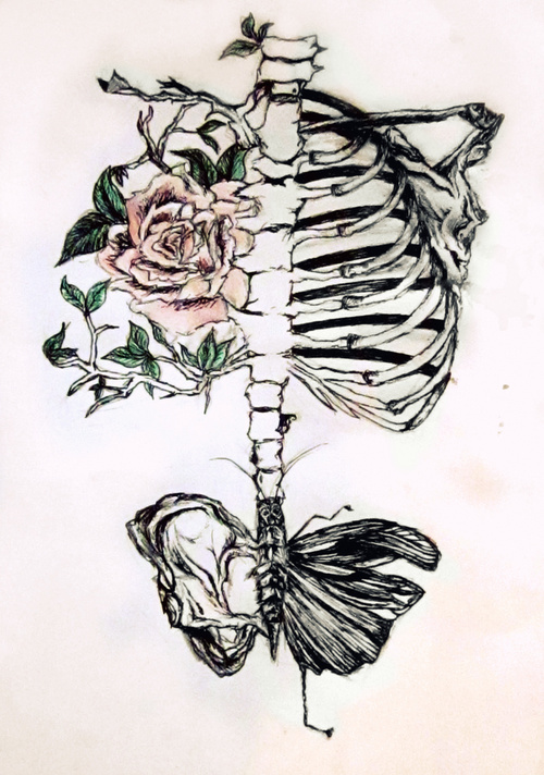 500x712 Image About Art In Drawings - Skeleton Ribs Drawing