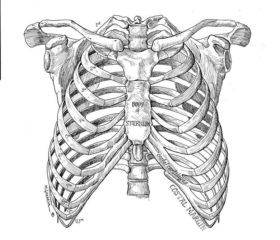 900x770 Interview With Marc Gosselin Drawing References Anatomy Art - Skeleton Ribs Drawing