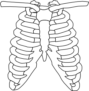 291x298 rib cage clip art - Skeleton Ribs Drawing