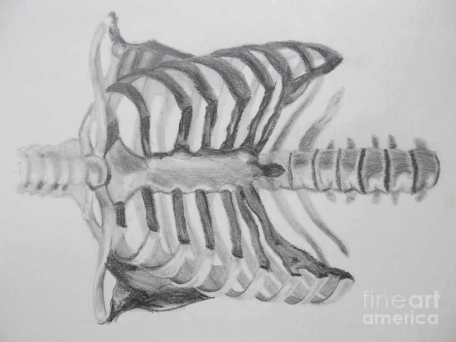 900x675 Ribs Drawing - Skeleton Ribs Drawing