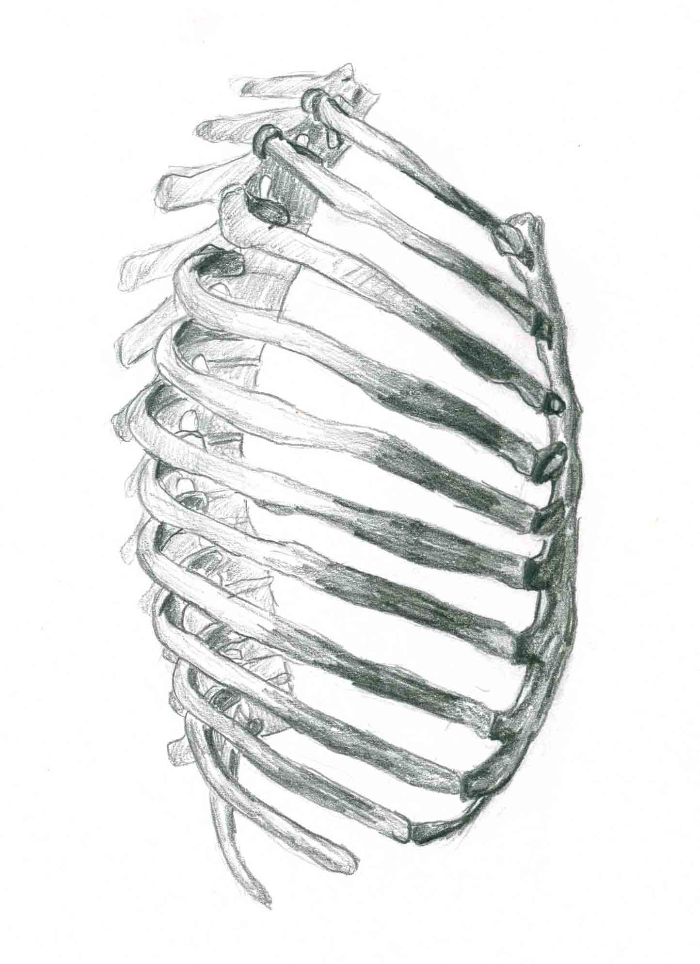 Skeleton Ribs Drawing at Explore collection of