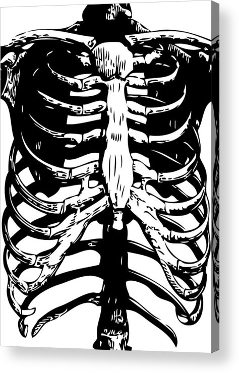 474x740 Skeleton Ribs Acrylic Print - Skeleton Ribs Drawing