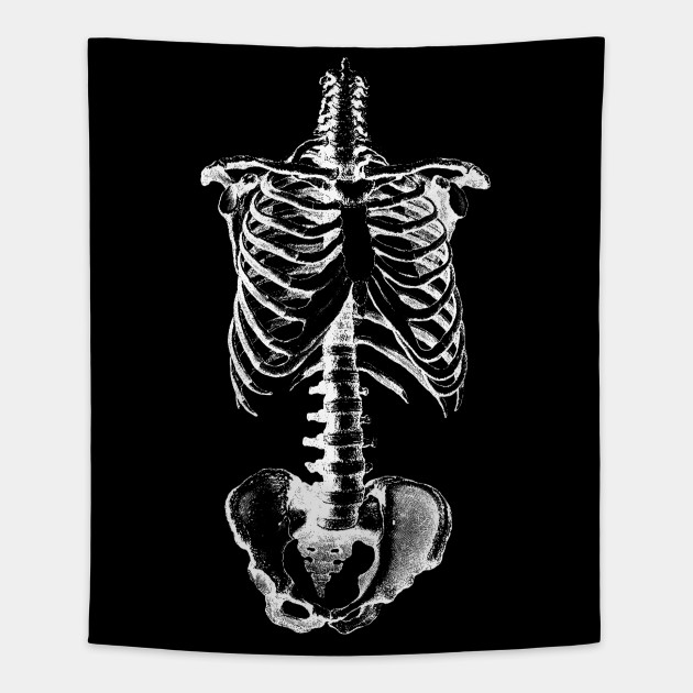 630x630 Skeleton Drawing Of Ribs Torso And Pelvis - Skeleton Ribs Drawing