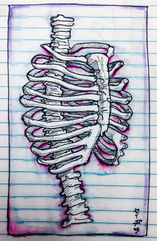 320x490 ribcage drawings on paigeeworld pictures of ribcage - Skeleton Ribs Drawing