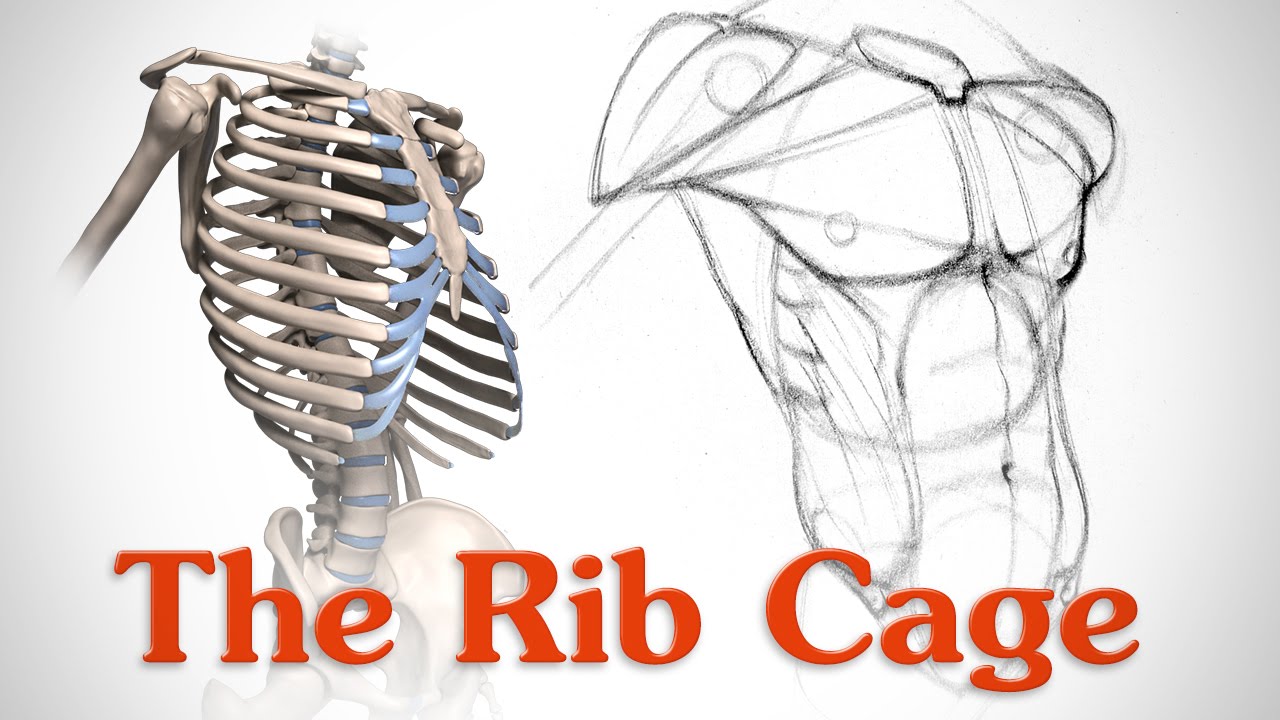 1280x720 anatomy of the rib cage - Skeleton Ribs Drawing