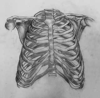 320x315 Ribs Drawings On Paigeeworld Pictures Of Ribs - Skeleton Ribs Drawing