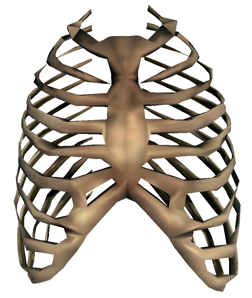803x950 collection of free bone drawing rib cage download on ui ex - Skeleton Ribs Drawing