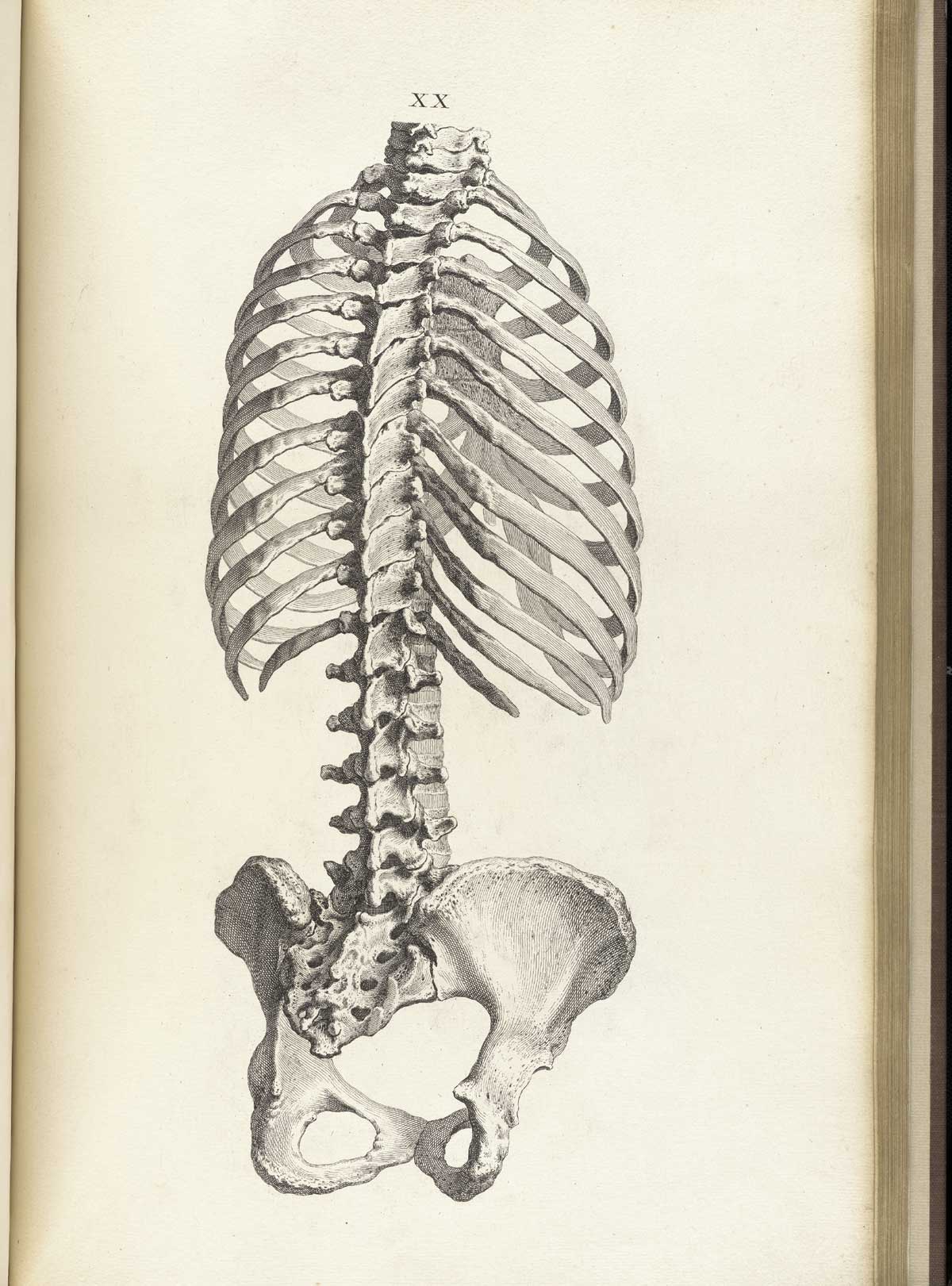 1200x1621 Historical Anatomies On The Web William Cheselden Home - Skeleton Ribs Drawing