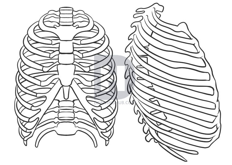 Skeleton Ribs Drawing at Explore collection of