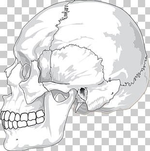 310x312 Skeleton Skull Cliparts Png Cliparts For Free Download Uihere - Skeleton Skull Drawing