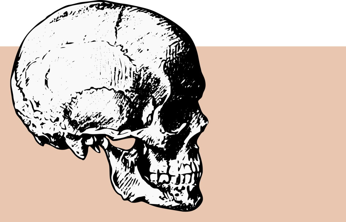 1167x750 Skull Computer Icons Bone Drawing Human Skeleton Cc0 - Skeleton Skull Drawing