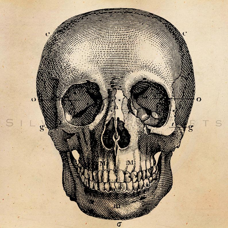 794x794 Vintage Skeleton Skull Illustration Printable Antique Etsy - Skeleton Skull Drawing