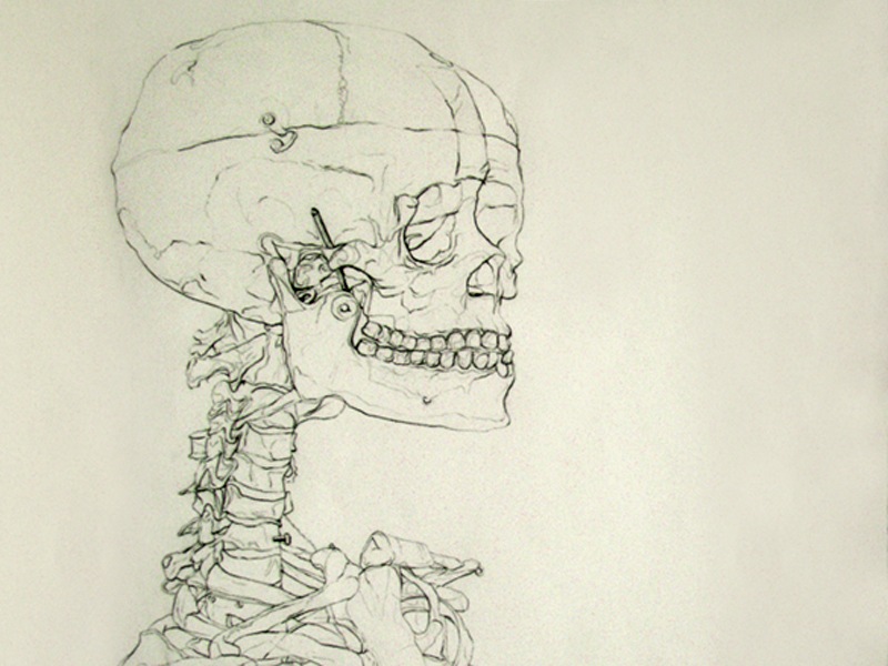 800x600 blind contour skeleton drawing - Skeleton Skull Drawing