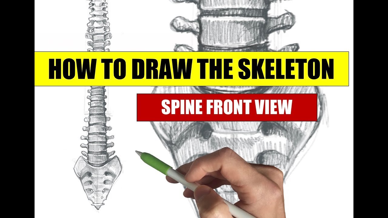 1280x720 how to draw a skeleton spine drawing front view - Skeleton Spine Drawing