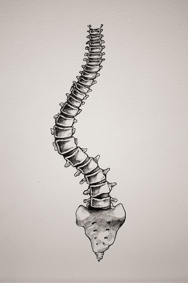 600x900 Scoliosis On Behance - Skeleton Spine Drawing