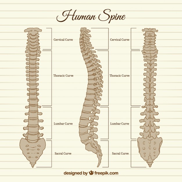 626x626 spine vectors, photos and free download - Skeleton Spine Drawing