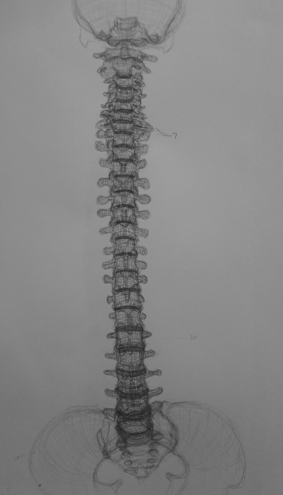 576x1008 drawing the spine sarah's sketchbook - Skeleton Spine Drawing