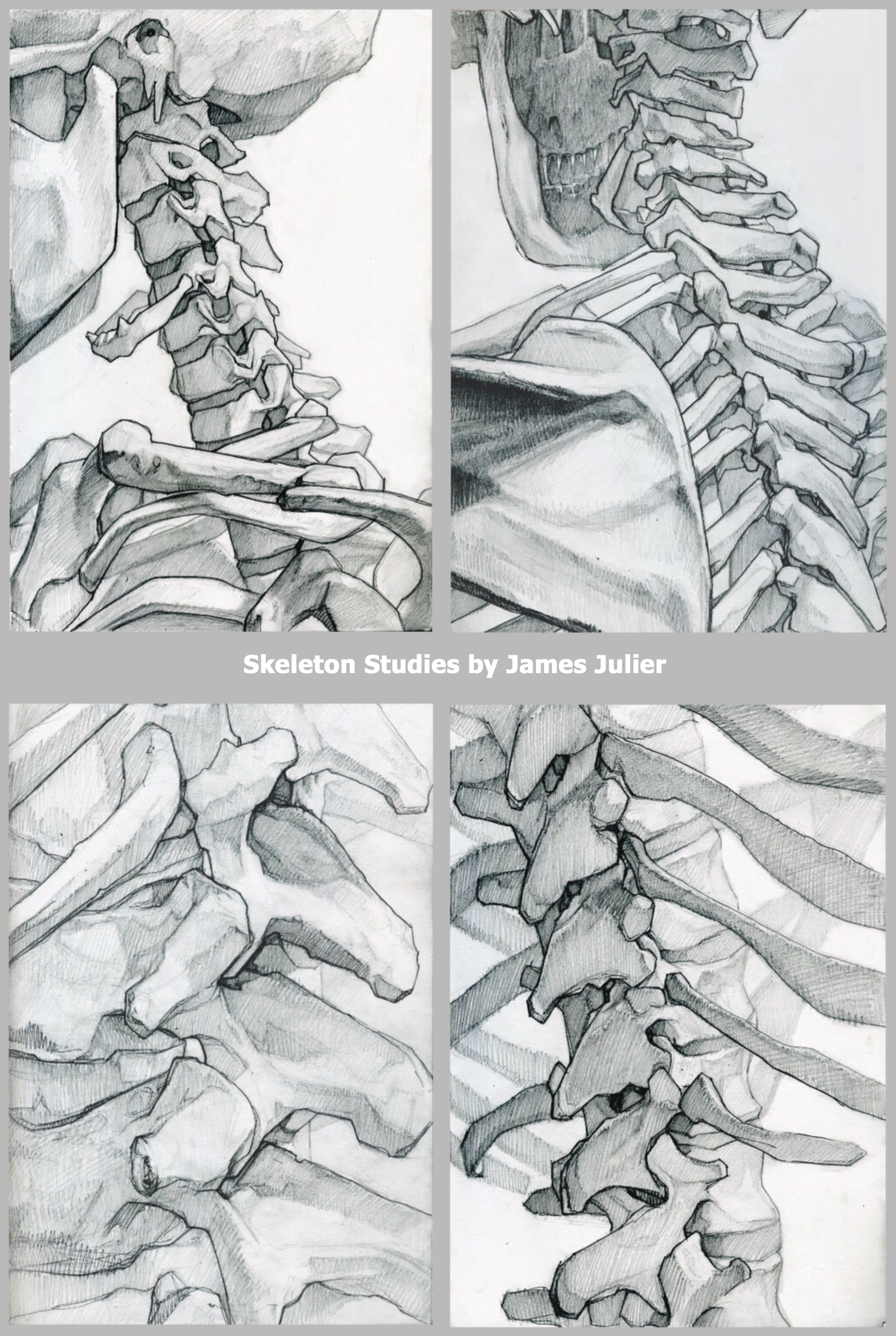 2639x3934 skeleton drawings, useful anatomy reference of the spine - Skeleton Spine Drawing