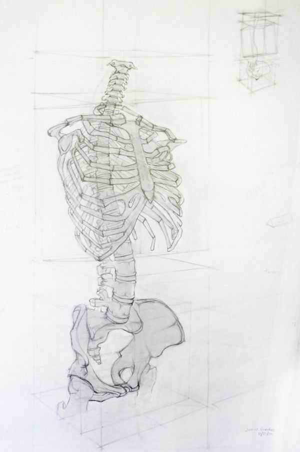 600x903 best analytical drawing images human figures spine - Skeleton Spine Drawing