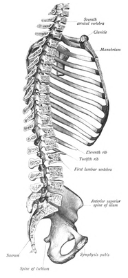 186x402 Axial Skeleton - Skeleton Spine Drawing