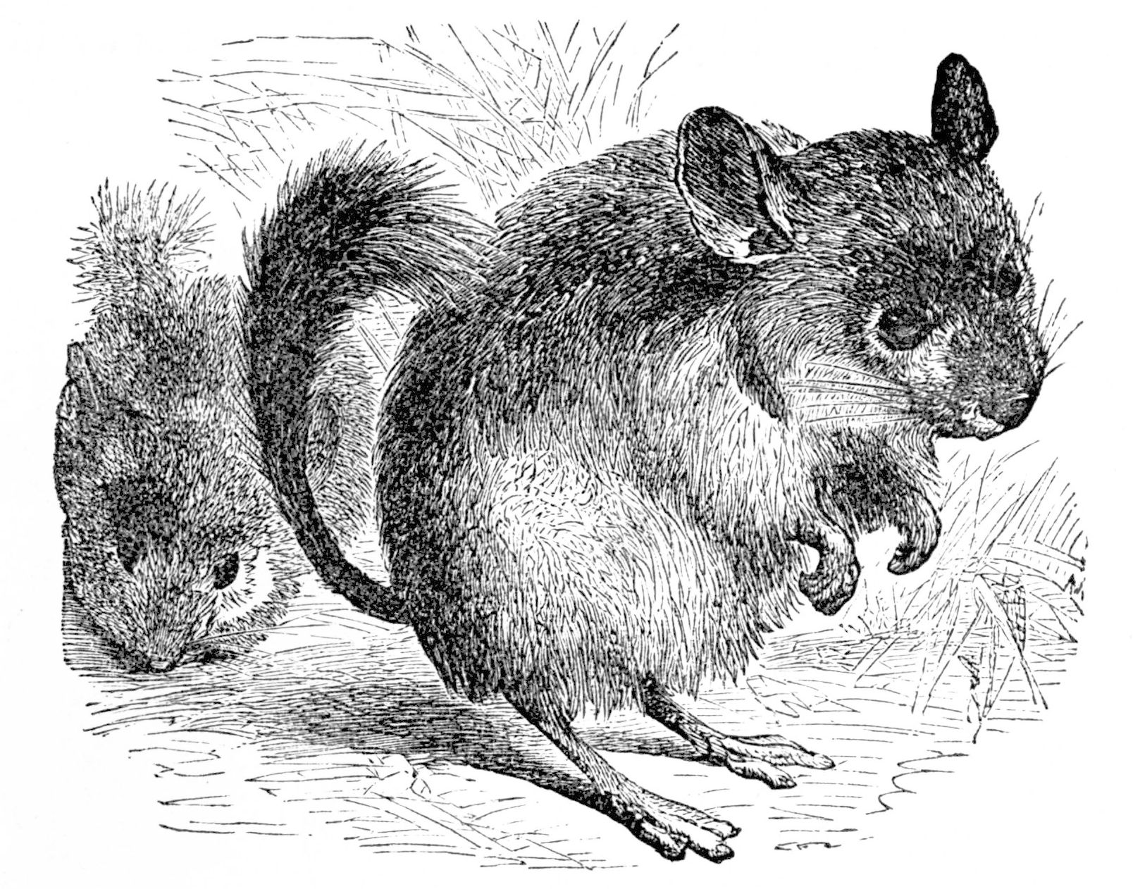 1608x1262 skillet oz mouse wiki fandom powered - Skillet Drawing