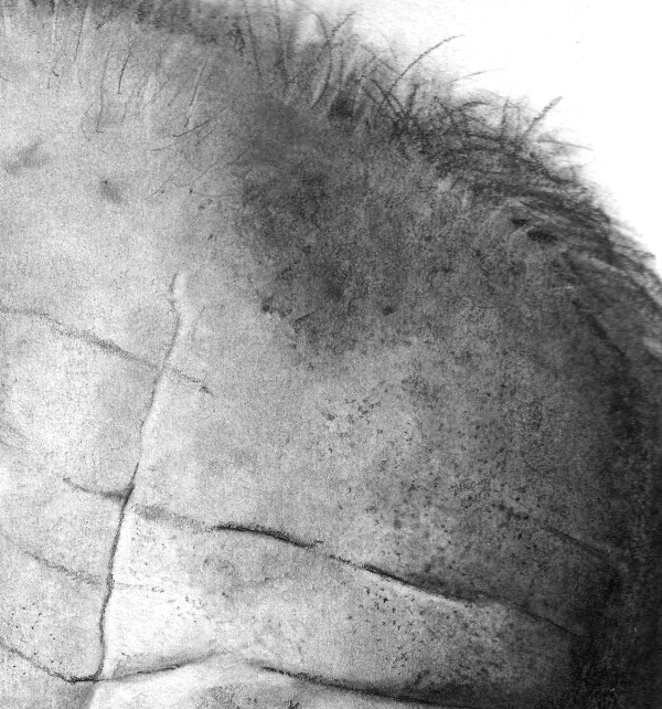 600x642 texture drawing skin for free download - Skin Drawing