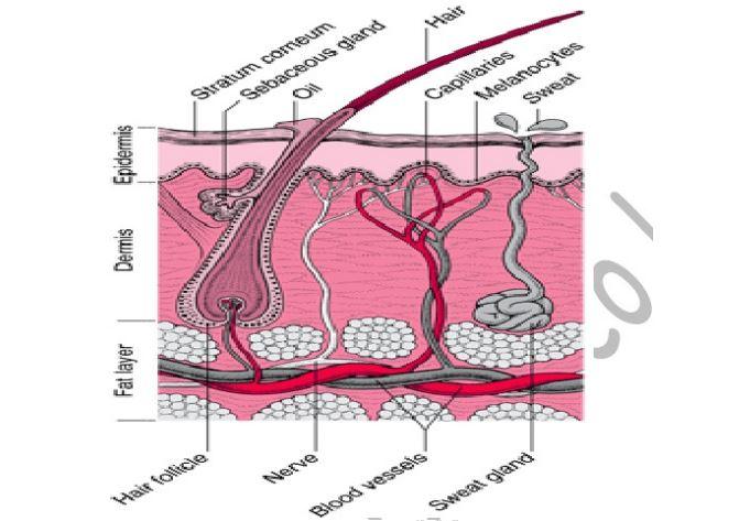 671x473 draw and label a mammalian skin - Skin Drawing