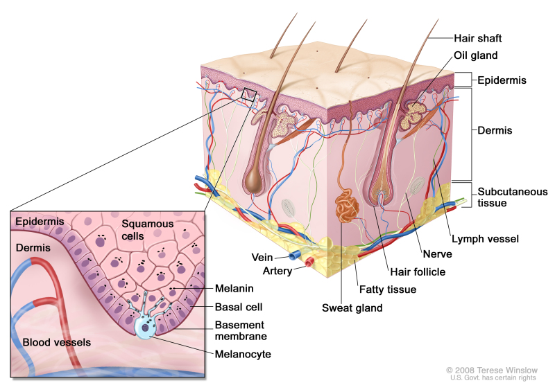 800x566 figure, schematic representation of normal skin - Skin Drawing