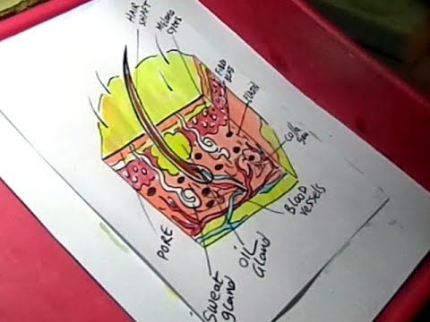 480x360 how to draw skin anatomy drawing with watercolors - Skin Drawing