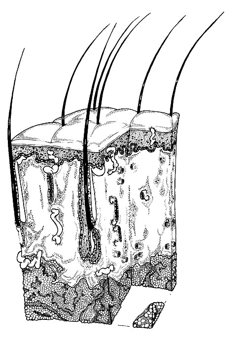 489x700 the skin drawing - Skin Drawing