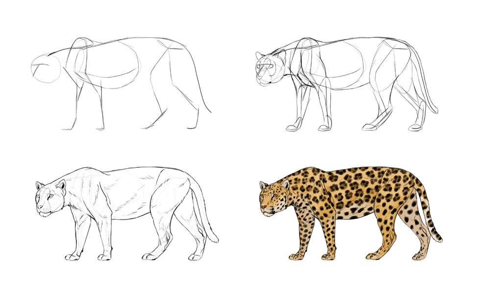 1000x574 how to draw big cats lions, tigers, cheetahs, and much more - Skinny Cat Drawing
