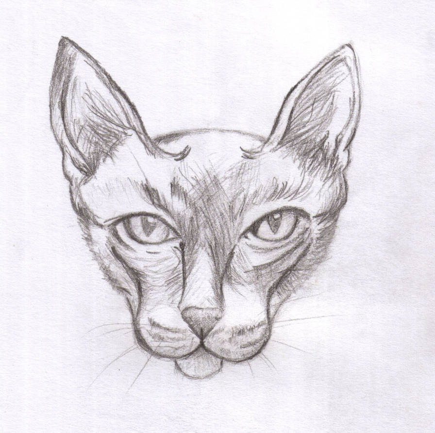 896x892 skinny cat face - Skinny Cat Drawing