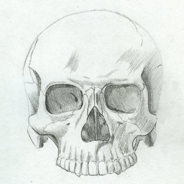 skull anatomy sketch