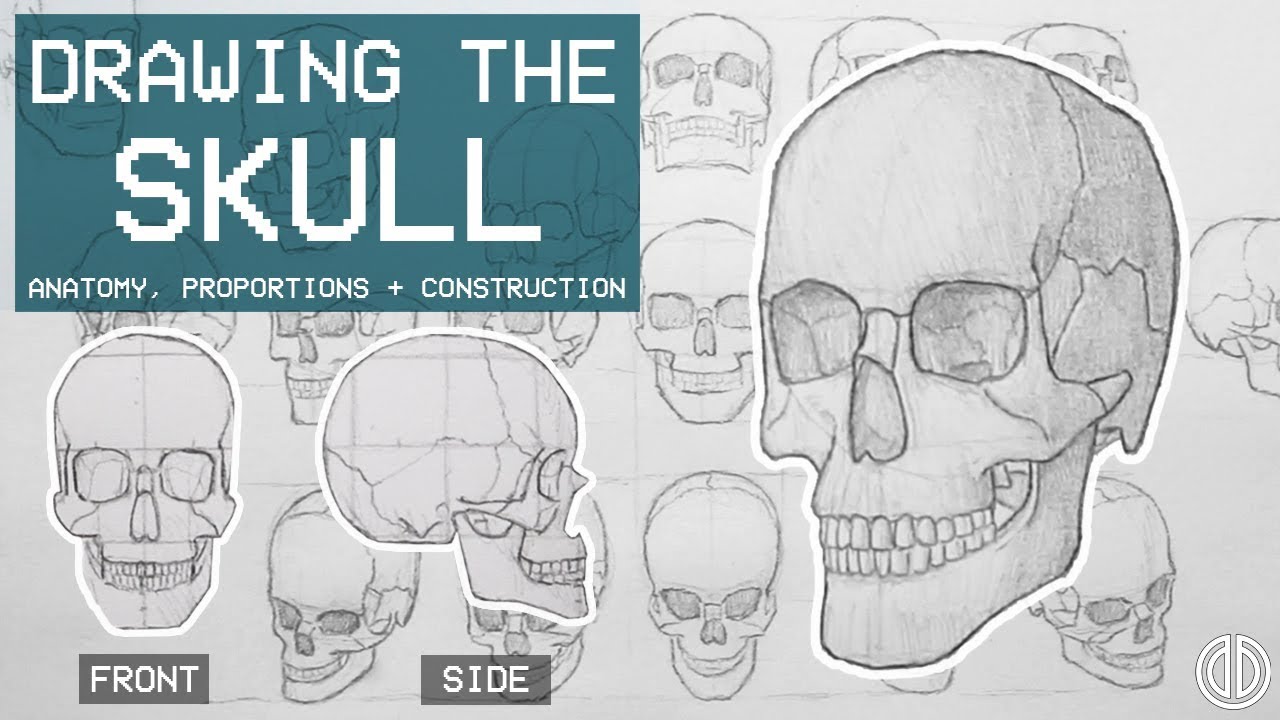 1280x720 Drawing The Skull - Skull Anatomy Drawing