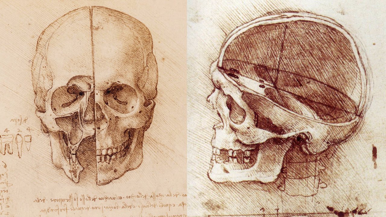 Череп анатомический рисунок